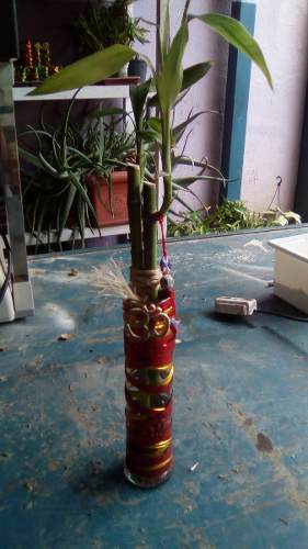 Lucky Bambú De La Suerte Decorado Al Estilo Feng Shui