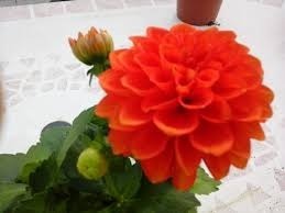 Semilla Certificada Flor De Dalia Gigante- Colores Varios
