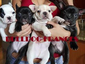 Bulldog Frances Bellos Ejemplar Con Pedigree