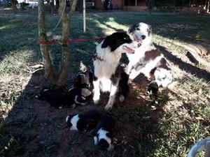 Cachorros Border Collie