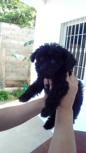 Cachorros De Poodle Mini Toy