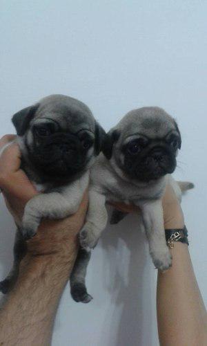 Cachorros Pug Carlino