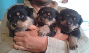 Cachorros Rottweilers Padre Con Pedigree