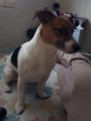 Jack Russell Patas Cortas Para Monta