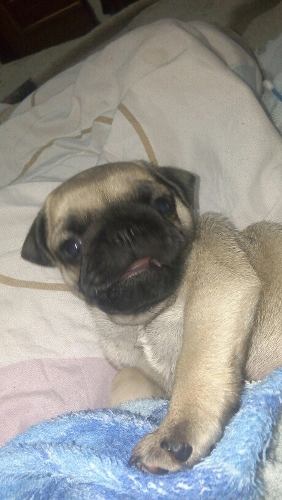 Vendo O Cambio Pug