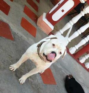 Venta De Cachorro Bulldogs Con Pi7bu// Desparacitados