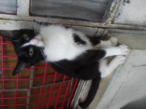 Regalo O Doy En Adopcion A Gato