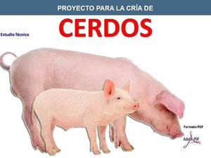 Aprende Cría Porcina Cerdos Cochinos Corrales Instalaciones