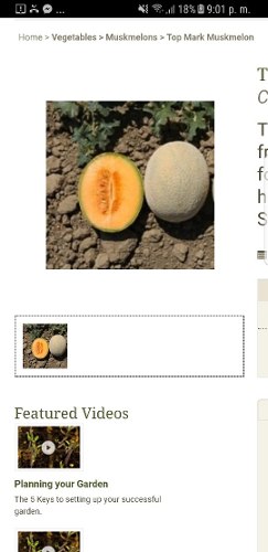 Semillas De Melon Variedad Top Mark