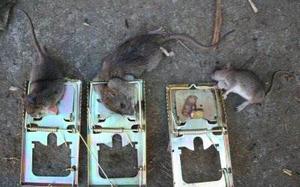 Trampa Letal Para Ratas Y Ratones Grande