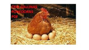 Proy Cria De Gallinas Ponedoras