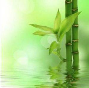 Bambú Chino Feng Shui, Felicidad, Suerte/decoración Verdes