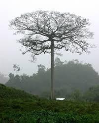 rboles De Ceiba Reforestación Bonsai Recuperacion De