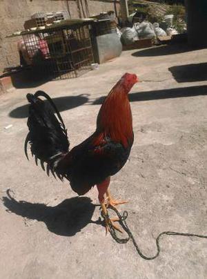 Gallos Finos