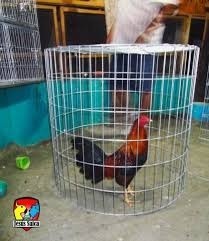 Gallos Y Pollos De Raza