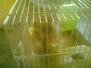 Hamsters Sirios-dorados