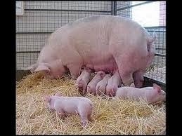Manual Para Criar Cerdos A Nivel Industrial Proyecto Complet