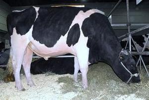 Novillo Holstein