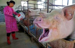 Proyecto Para La Cria De Cerdos