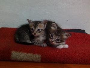 Gatos En Donación Tres Meses (gatas)