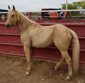 Caballos De Coleo Hermosos Y Bien Chapeados