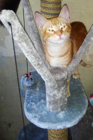 Regalo O Doy En Adopcion Gato Macho De 9 Meses