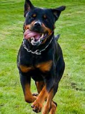 Adopto Perro Guardian (rottweiler - Pr Aleman - Doberman)