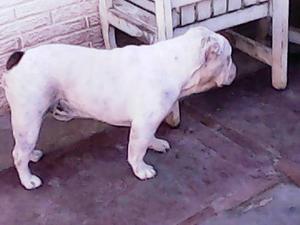 Bulldog Para Monta