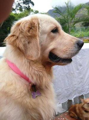 Cachorros De Retriver Labrador