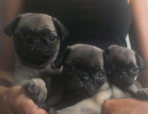 Cachorros Pug Carlinos