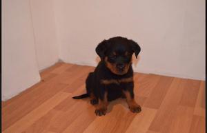 Cachorros Rottweiler Con Pedigree