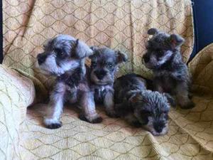 Cachorros Schnauzer