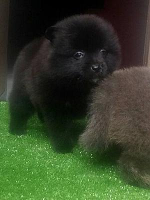 Pomeranios Lulu