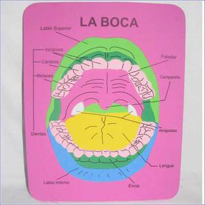 Rompecabeza Boca Educativo Foami Colegio Niños Cuerpo