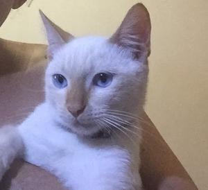 Lindo Gato Adopcion. Esterilizado. Ojos Celeste