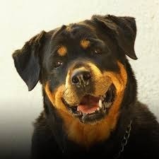 Adopto Rottweiler Adulto O Cachorro