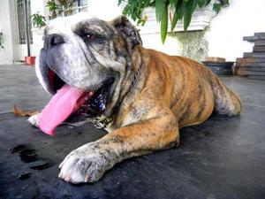 Bulldogs Ingles Servicio De Montas