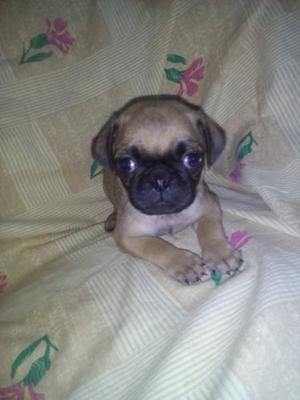 Cachorro Pug Carlino