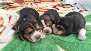 Cachorros Beagles Tricolor