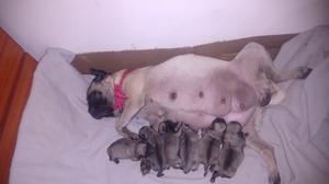 Cachorros Pug Carlino Machos