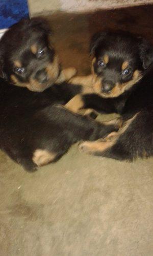 Cachorros Rottweilers Padre Con Pedigree