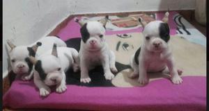 En Venta Bulldog Francés Vaquitas Con Pedigree