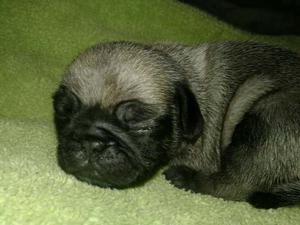 Hermosos Cacborros Pug Carlino 100% Puros