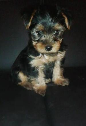 Hermosos Yorkshire Terrier