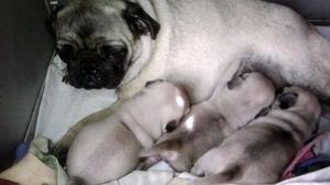 Perro Pug Carlino