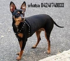 Recibo Perrito En Adopcion Raza Pequeña Pinscher, Chigu, Mi