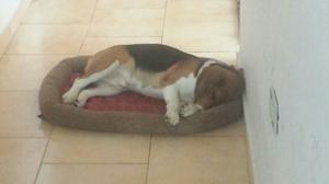 Adopto Y Doy Hogar A Beagle Hembra....
