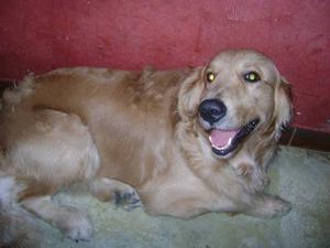 Cachorro Golden Retriver