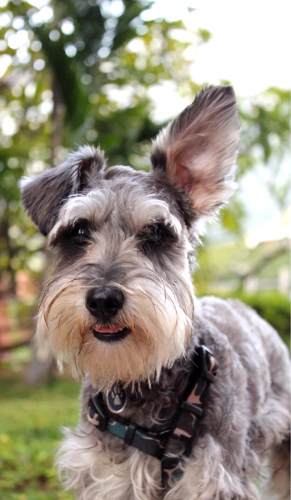 Max (schnauzer Miniatura) Busca Novia Para Monta