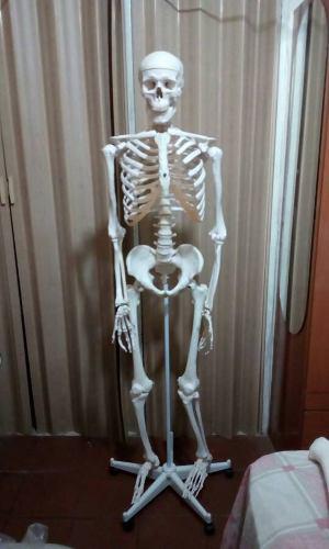 Huesos Varios De Esqueleto Anatomico
